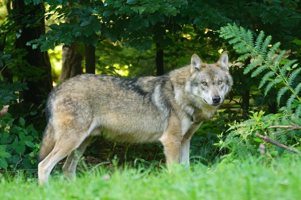 De wolf terug in Nederland: Zegen of gevaar?